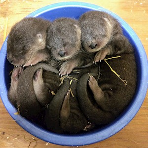 Otter Bowl